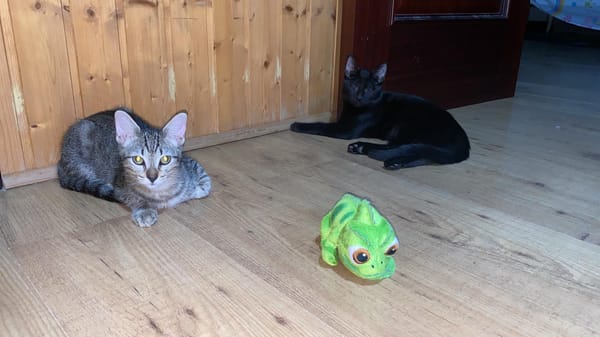 Aura et Maya