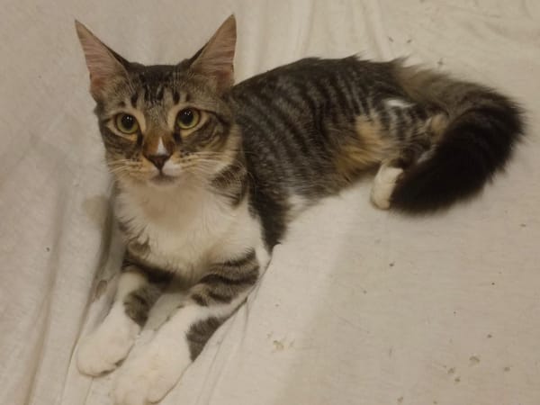 Mika