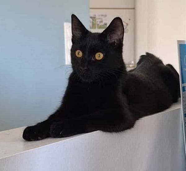 AGRIDE un amour de chaton