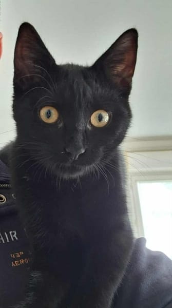 AGRIDE un amour de chaton