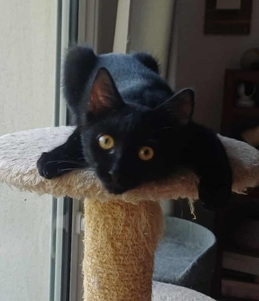 AGRIDE un amour de chaton