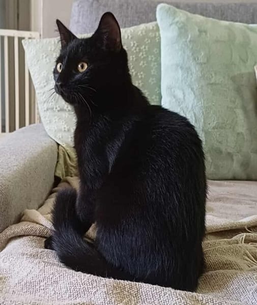 AGRIDE un amour de chaton