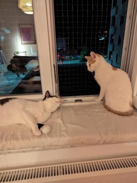 Emmy und Morphy aus dem Tierschutz