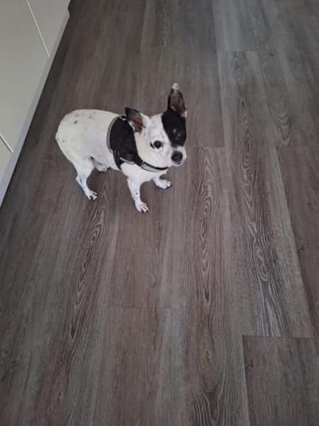 💙 Benni  10-jähriger Chihuahua-Mix