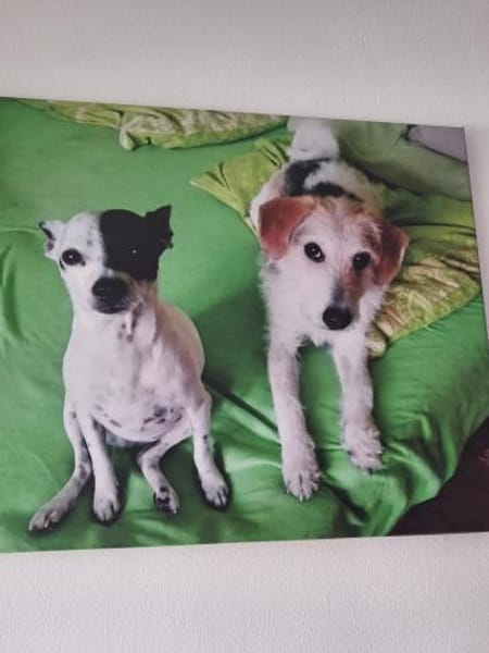 💙 Benni  10-jähriger Chihuahua-Mix