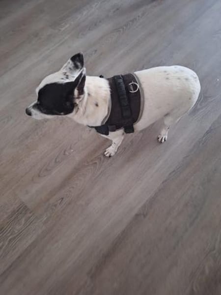 💙 Benni  10-jähriger Chihuahua-Mix