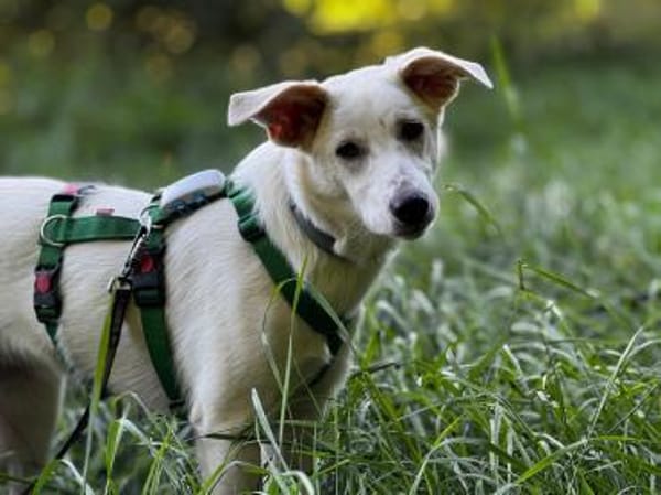 Molly sucht ihre Menschen