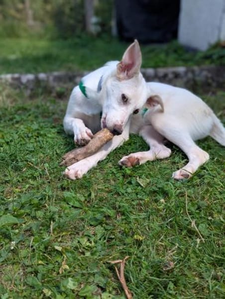 Molly sucht ihre Menschen