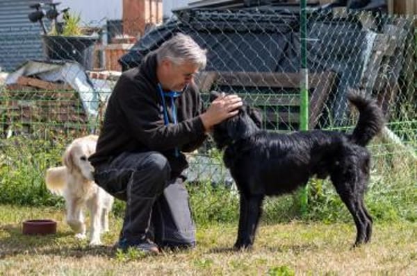 Liviusz, freundlicher Retriever Mix geb.