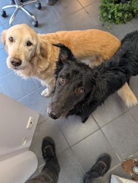 Liviusz, freundlicher Retriever Mix geb.
