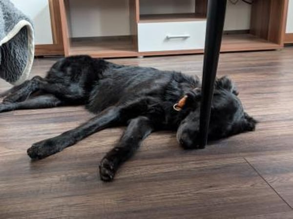 Liviusz, freundlicher Retriever Mix geb.