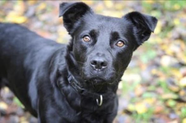 Roxy sucht ein Zuhause