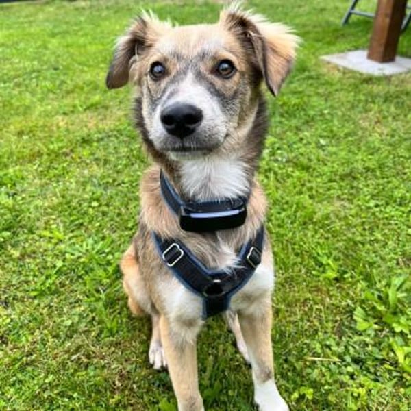 💙 Lieber Junghund Diesel sucht dich! 🐾