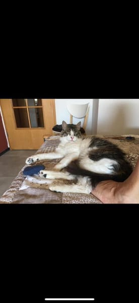 Pechvogel Nemo sucht großes Glück!