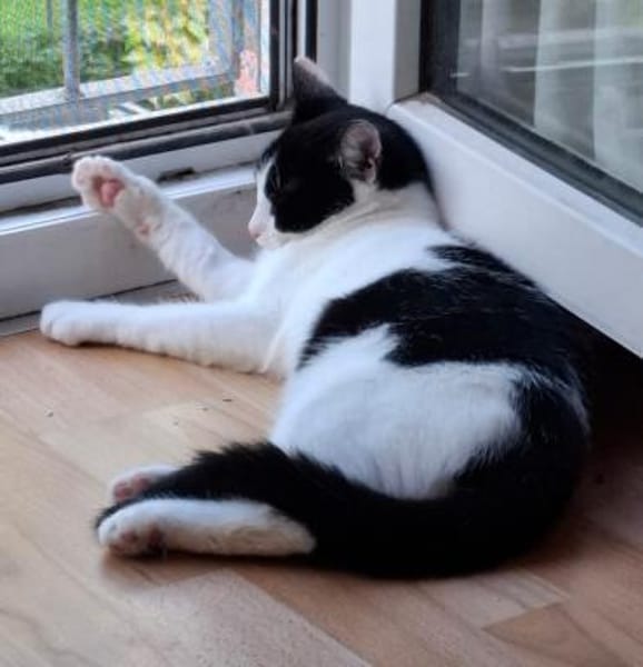 Charlie sucht ein schönes Zuhause