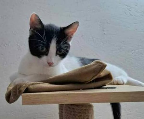 Charlie sucht ein schönes Zuhause