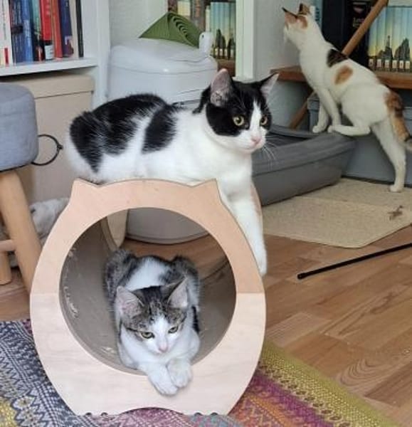 Charlie sucht ein schönes Zuhause