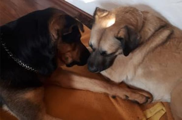 Eco- der perfekte Familienhund