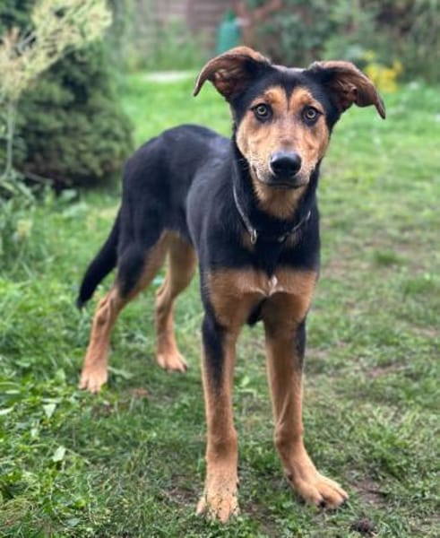 Ruffy: Junges Goldstück sucht 🏡 🤎