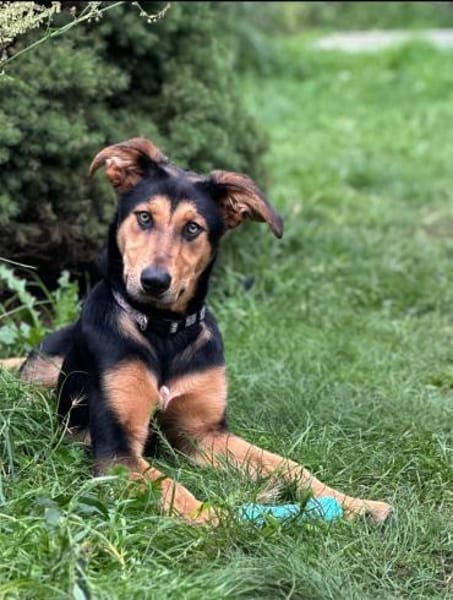 Ruffy: Junges Goldstück sucht 🏡 🤎