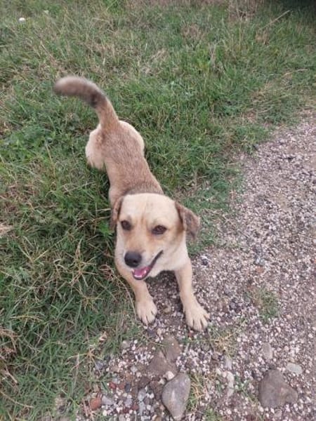 💙Bino💙 sucht seine Menschen
