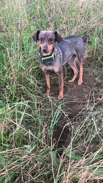Herzenshund Dana
