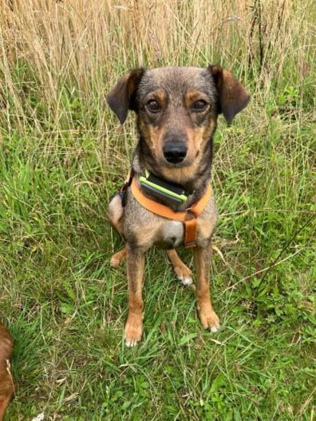 Herzenshund Dana