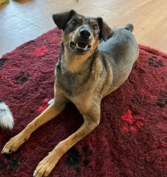 Herzenshund Dana