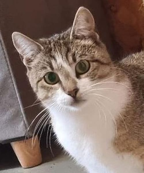 Nova