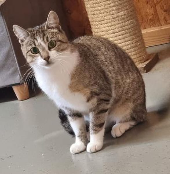 Nova