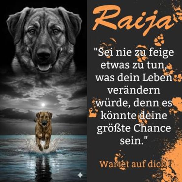 Die liebe 💕Raija 💕sucht ihre Menschen