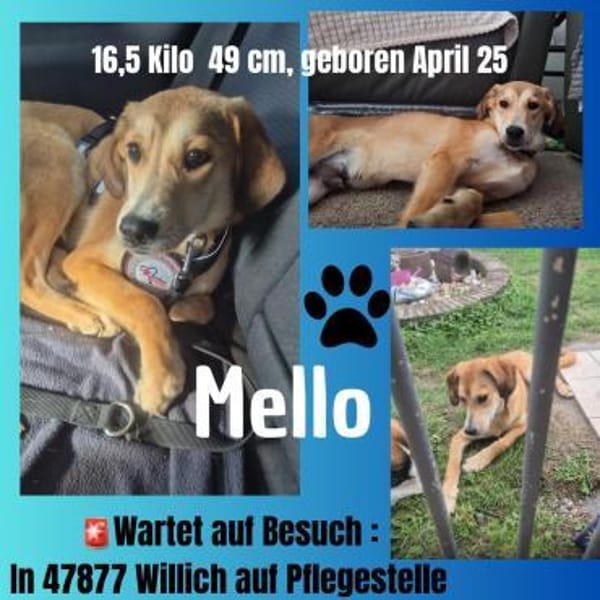 Mello sucht sein eigenes Zuhause