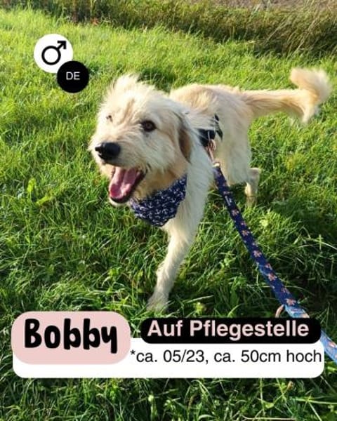 Lieber BOBBY sucht sein Körbchen