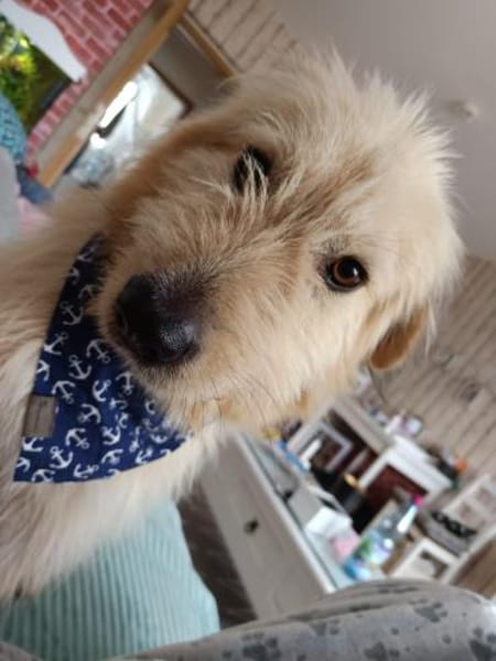 Lieber BOBBY sucht sein Körbchen