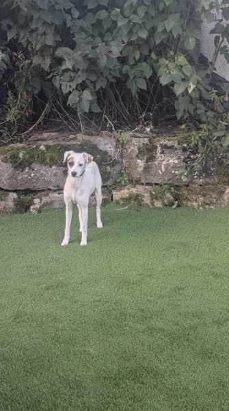 Süsse Pünktchen sucht ihr zu Hause