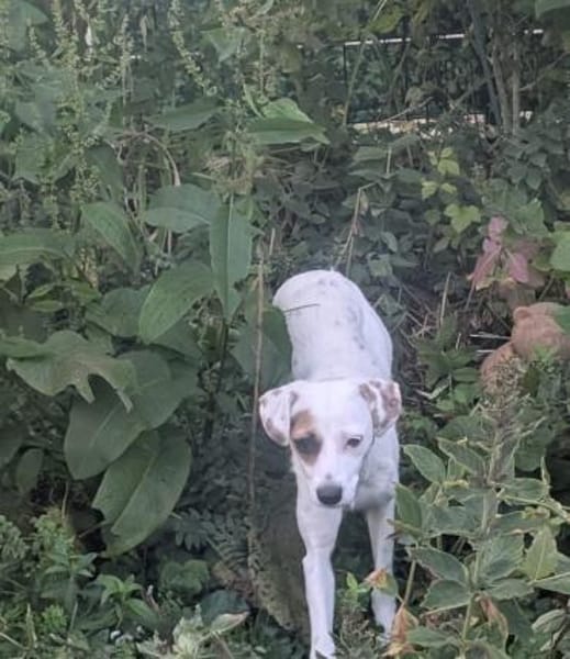 Süsse Pünktchen sucht ihr zu Hause