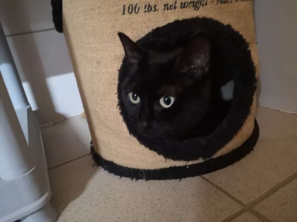 Neko