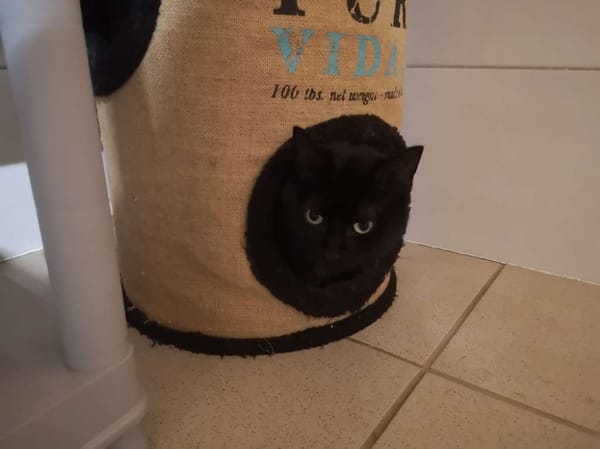 Neko
