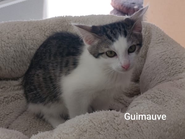 Guimauve