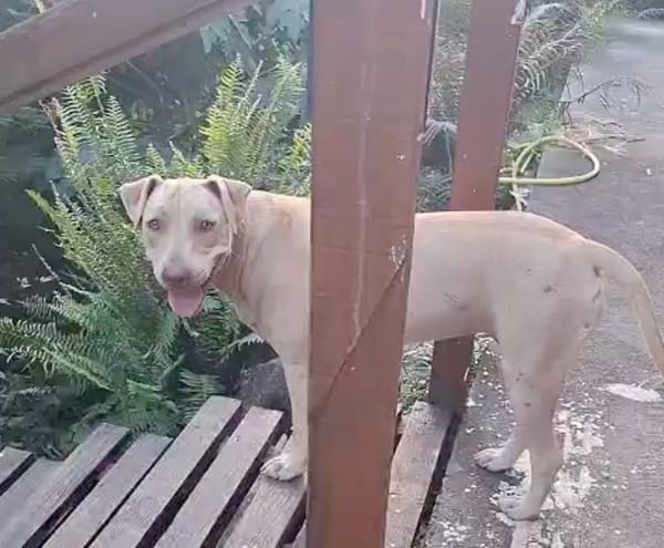 PHOENIX Croisée Labrador Femelle junior