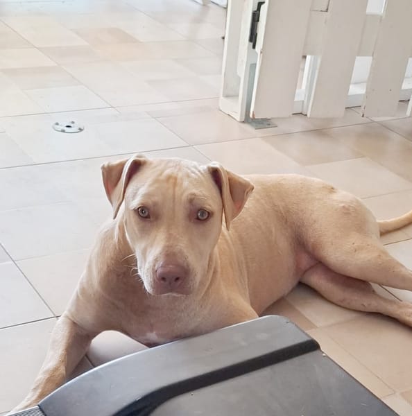 PHOENIX Croisée Labrador Femelle junior