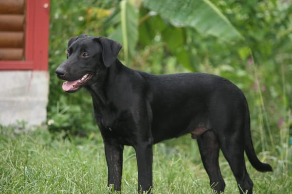 HIERROS Mâle junior Berger Créole