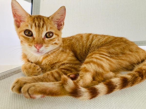 PHEBUS, chaton mâle type européen