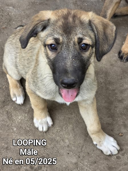 Looping