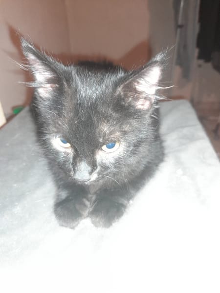 Malcom chaton angora