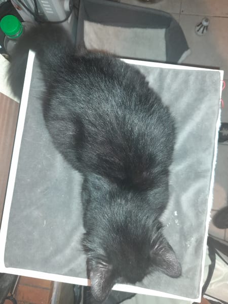 Malcom chaton angora