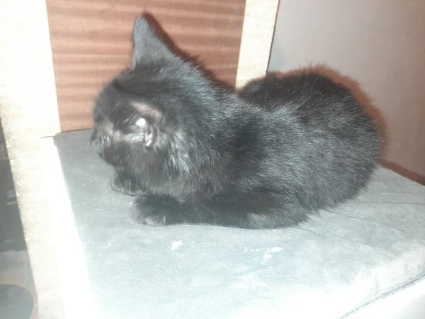 Malcom chaton angora