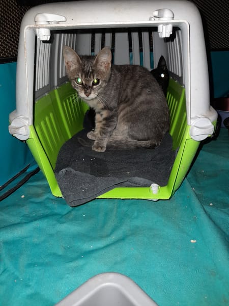 Alvin chaton mâle