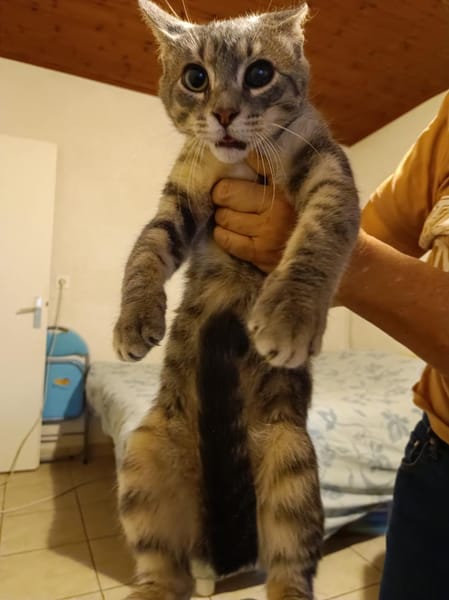 Alvin chaton mâle