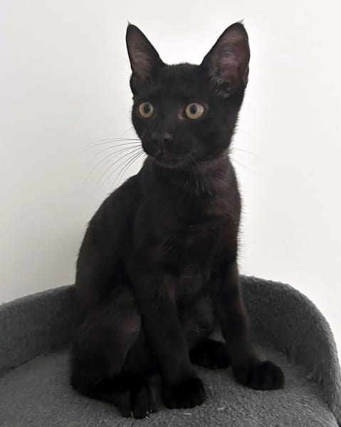 MANOLO